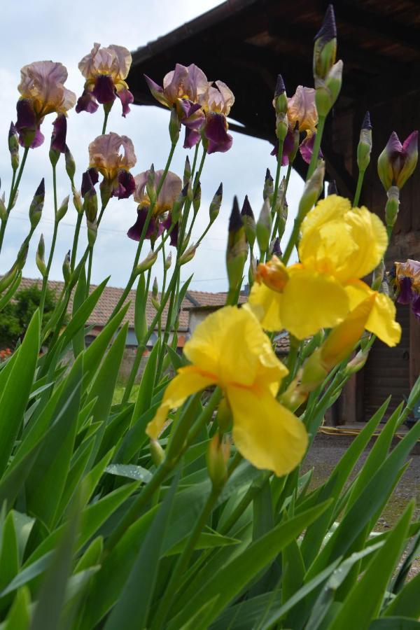 Ferme Les Iris Apartment Issenheim ภายนอก รูปภาพ